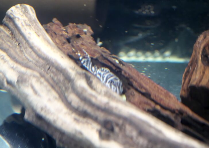 L333 Pleco