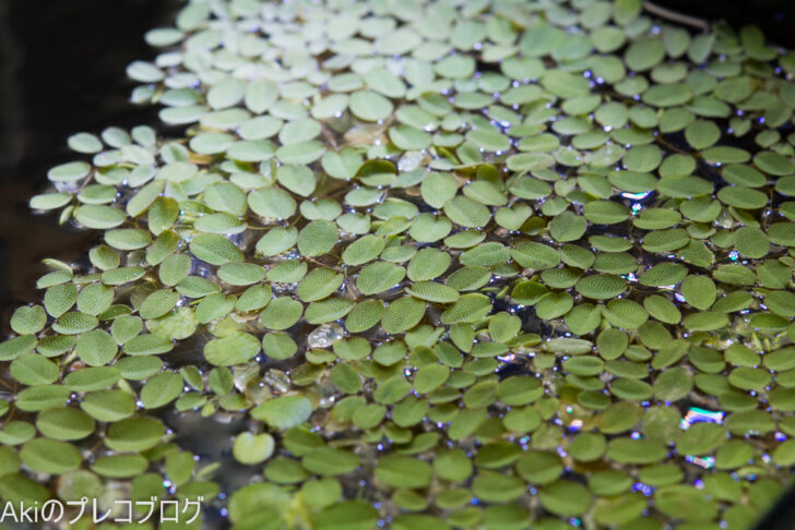 水草